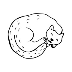 Sleeping cat in doodle style on an isolated white background.Cat curled up.Vector.