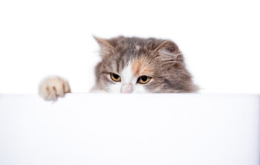 mongrel long-haired cat peeking out from behind a white partition