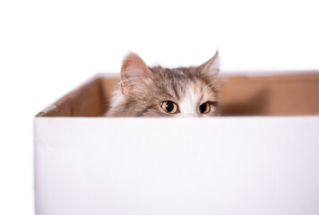 long-haired mongrel cat hidden in a cardboard box