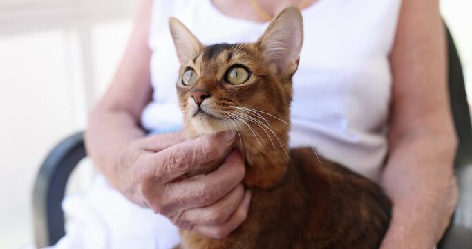 An elderly woman sits and pets a cat, close-up, slow motion. Pet in nursing home, pensioner with companion animal