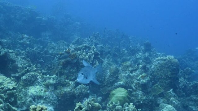 Ocean Triggerfish in the coral reef of the Caribbean Sea