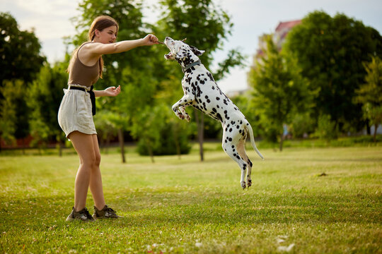a young girl treats a Dalmatian dog in the park. dog training concept