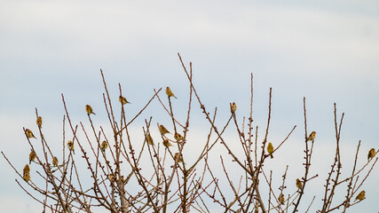 Flock of Bird on  a buch in winter