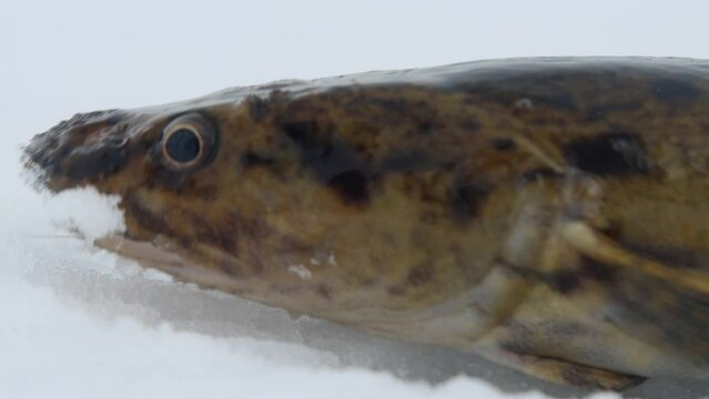 Ice fishing. Fishing Eelpout (Lota lota) in late winter on the northern rivers. Fishing line for bottom fishing (leger rig). A burbot caught in a thaw is a close-up on thawed ice