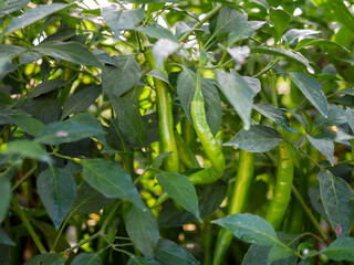 Green chilli in the garden, organic green chilli growing on chilli tree