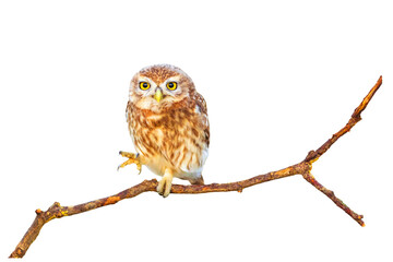 Isolated little owl. White background. 