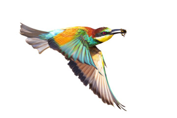 It is a master flight bee-eater with its wonderful colors. Isolated bird. European Bee eater. Merops apiaster.