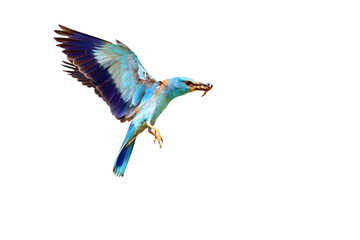 Flying bird. European Roller. Isolated bird. Coracias garrulus.