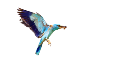 Flying bird. European Roller. Isolated bird. Coracias garrulus.