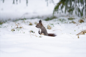Obraz premium エゾリス04_北海道・神楽岡公園