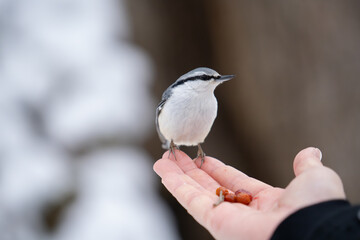 ゴジュウカラ02_北海道・神楽岡公園