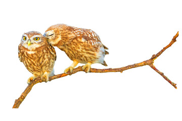 Romantic owls. Isolated birds and branch. White background.  