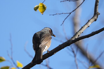 brown eared bulbul on a tree