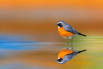 Colorful nature and colorful bird. White throated Robin. Irania gutturalis.
