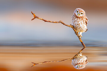 A cute little owl in a wonderful nature. Colorful nature background. Little Owl.