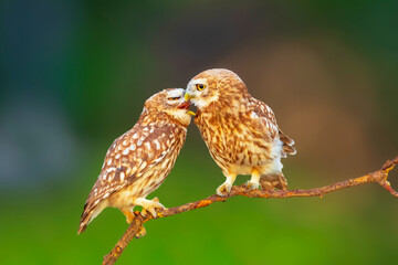 Romantic owls. Colorful nature backgrund. Little owl. 
