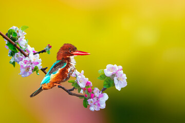 A colorful bird in the early spring landscape. White throated Kingfisher. Halcyon smyrnensis. - obrazy, fototapety, plakaty