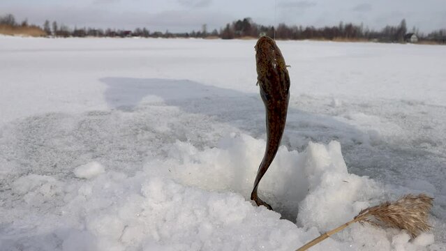 Ice fishing. Fishing Eelpout (Lota lota) in late winter on the northern rivers. Fishing line for bottom fishing (leger rig)