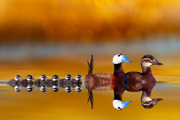 A family of ducks taking a stroll in a wonderful nature. Colorful nature background. White headed...