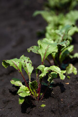 Beetroot plants in a row in garden