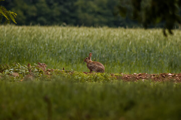 A wild hare in the foreground.