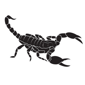 Scorpion design isolated on transparent background. Insects.
