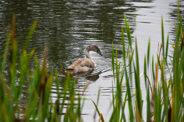Junger Schwan 2 Monate alt