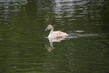 Junger Schwan 2 Monate alt