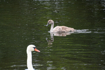 Fototapeta premium Junger Schwan 2 Monate alt