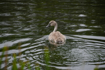 Junger Schwan 2 Monate alt