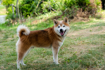 Naklejka na ściany i meble 笑顔でこちらを見る柴犬 Shiba Inu looking at you with a smile