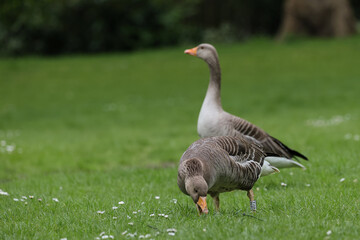 Greylag goose,Anser anser, searching food in the field of white daisies and fresh grass in spring season.