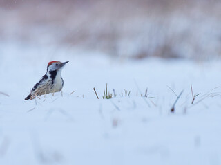 Middle Spotted Woodpecker in the snow