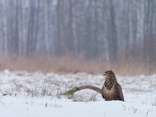 Common Buzzard in the snow