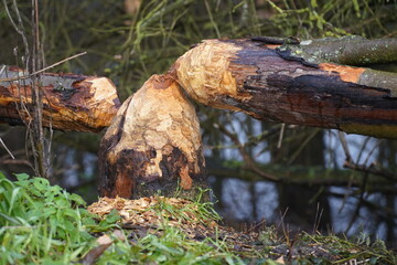 Beaver teeth marks on a tree trunk, trees gnawed and felled by beavers on the banks of the Ricklinger Mühlengraben stream, district of Garbsen Horst, Lower Saxony, Germany.