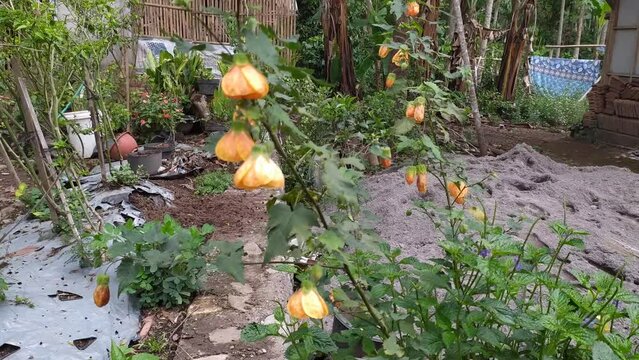 beautiful orange abutilon flowers in the mountain forest garden jungle