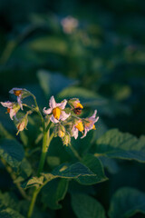 Blooming potatoes on the field. close-up of a Colorado potato beetle on a potato flower