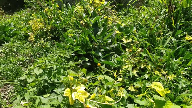 beautiful butterfly on flower green grass in the mountain forest garden jungle