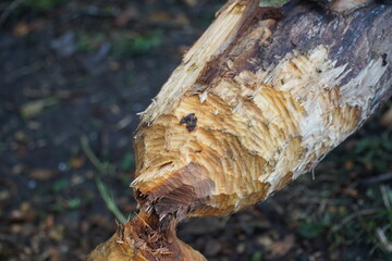 Beaver teeth marks on a tree trunk, trees gnawed and felled by beavers on the banks of the...