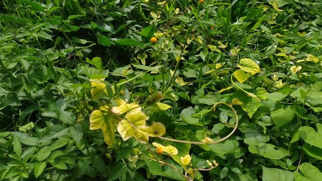 beautiful green yellow Vigna angularis flowers in the mountain forest garden jungle 