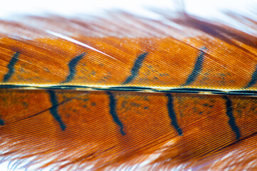 Experience the natural beauty of pheasant feathers. Discover stunning colors and intricate...