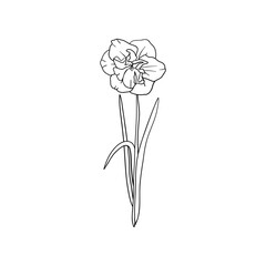 Minimalist line drawn daffodil flower. Elegant floral drawing, small botanical element, fine line tattoo sketch. Vector art
