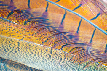 Discover the beauty of nature through the intricate details of pheasant feathers. Each feather is a...