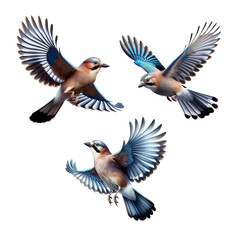 A set of Eurasian Jays flying on a transparent background