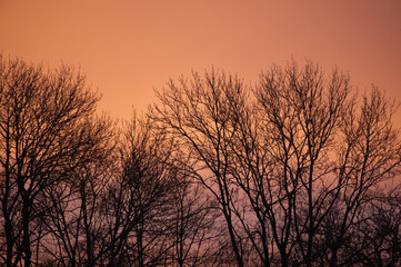 Early morning pink sky with dark trees