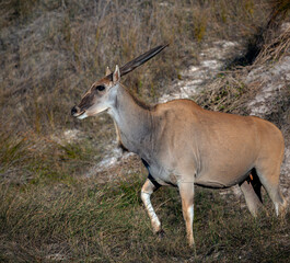 Eland is large screw-horned antelope grazing in the grassy savannah of South Africa.