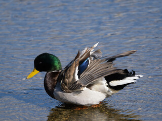 美しい雄のマガモ