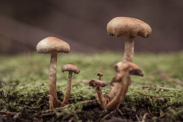 Closeup shot of mushrooms on a tree trunk with moss during autumn in the forest