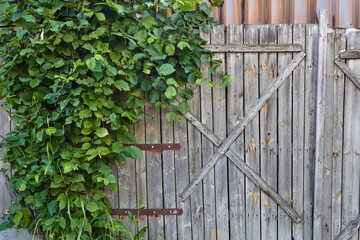 old unpainted wooden fence and a green hedge.