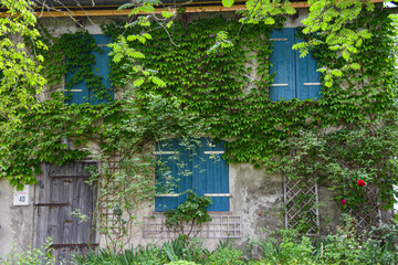 Bewachsene Fassade eines alten Hauses mit blauen Fensterläden
